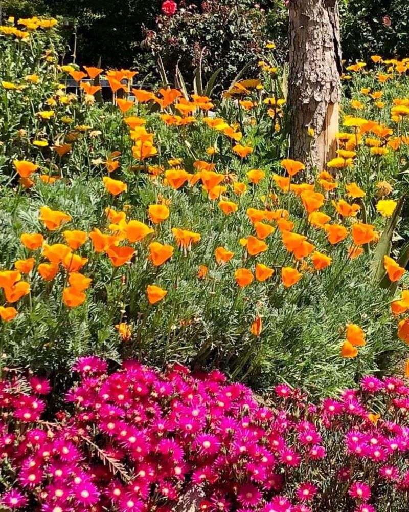 Easy Blooms That Thrive In Hot Sun