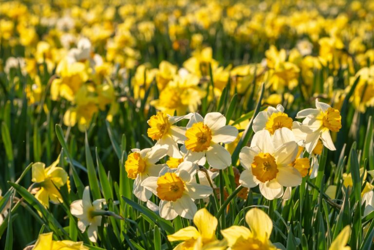 daffodils