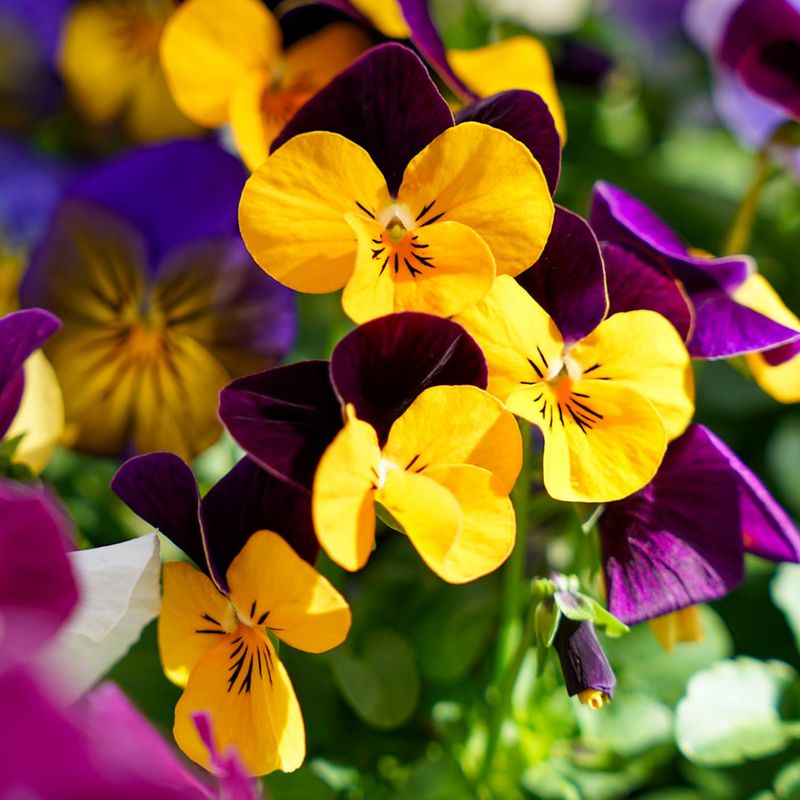 Pansies