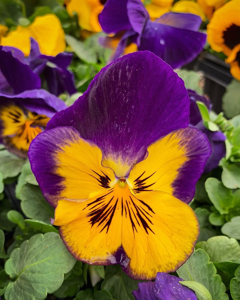 Pansies