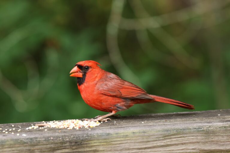 cardinal eating seeds