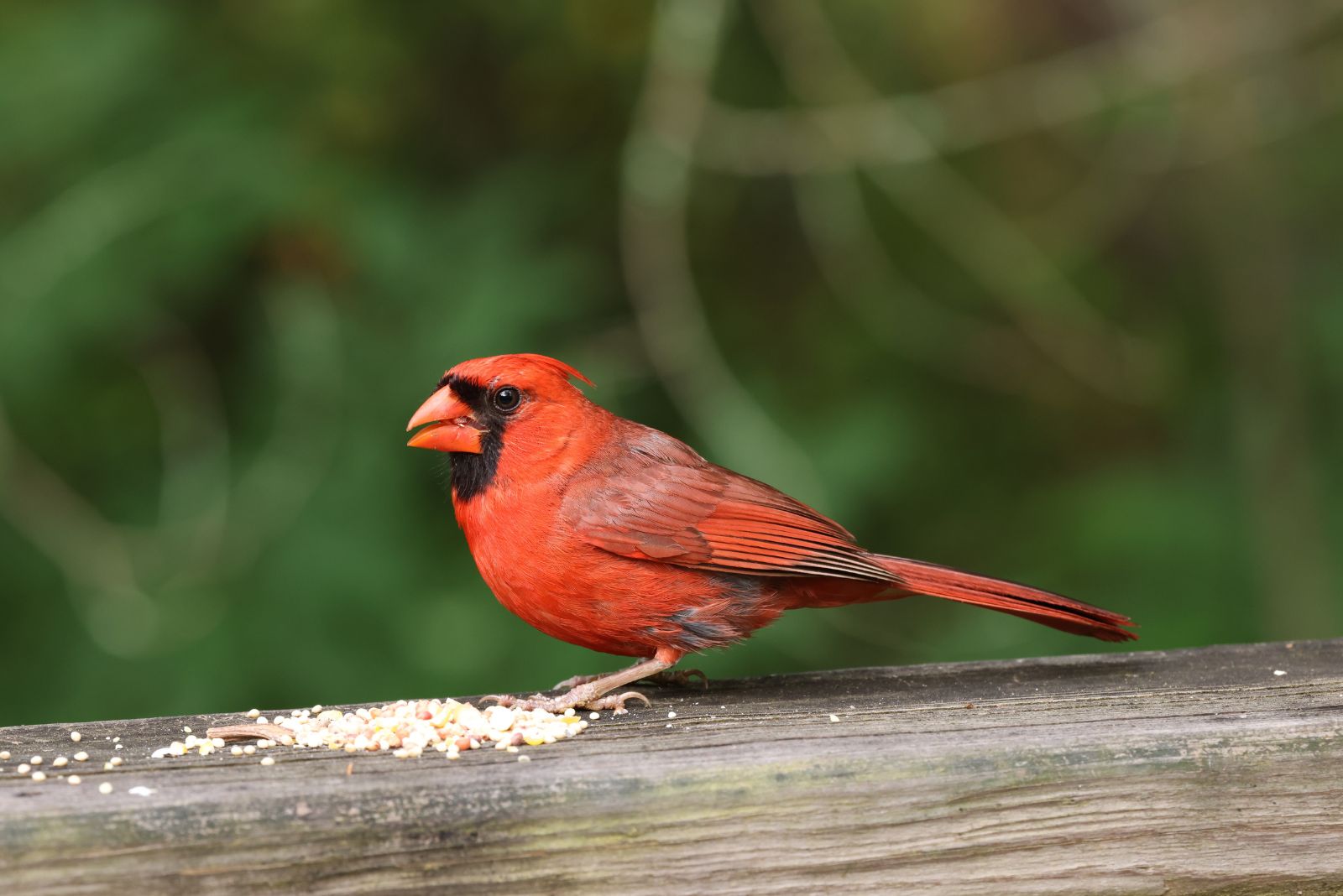 cardinal eating seeds