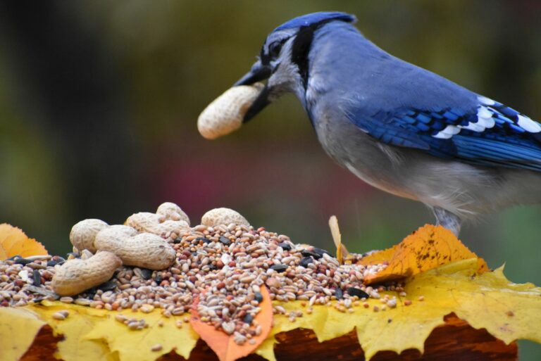 bird eating peanut