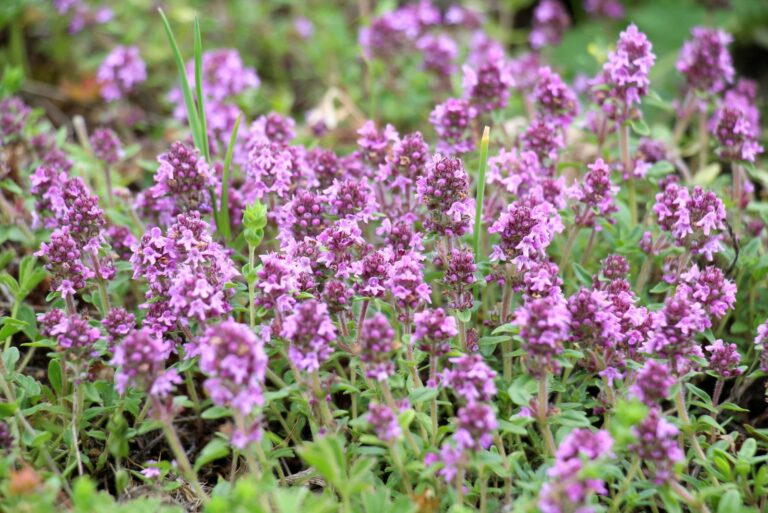 creeping thyme