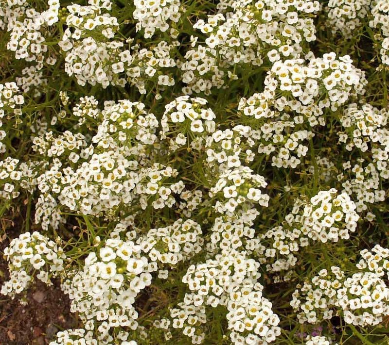 Alyssum Forming A Fragrant Flower Carpet