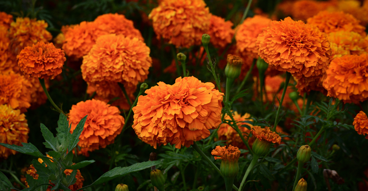 The Best Hardy Flowers For Oregon Gardens To Plant In April