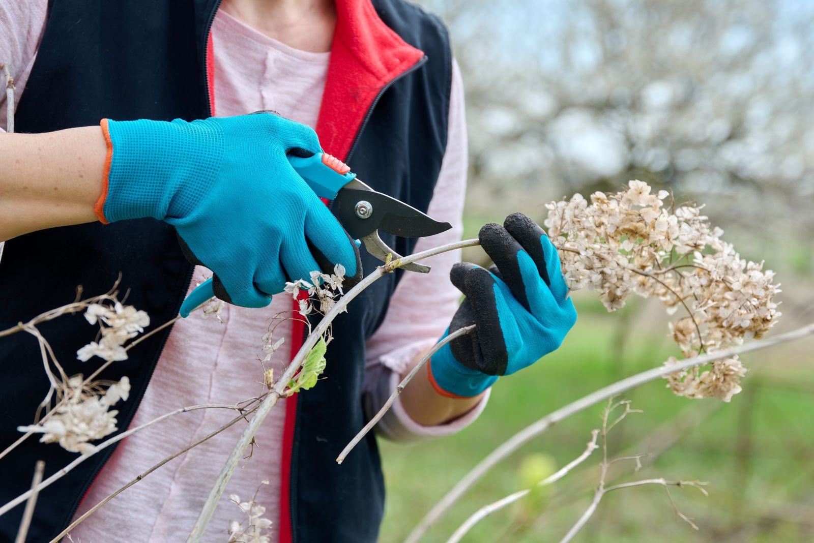 pruning hydrangea
