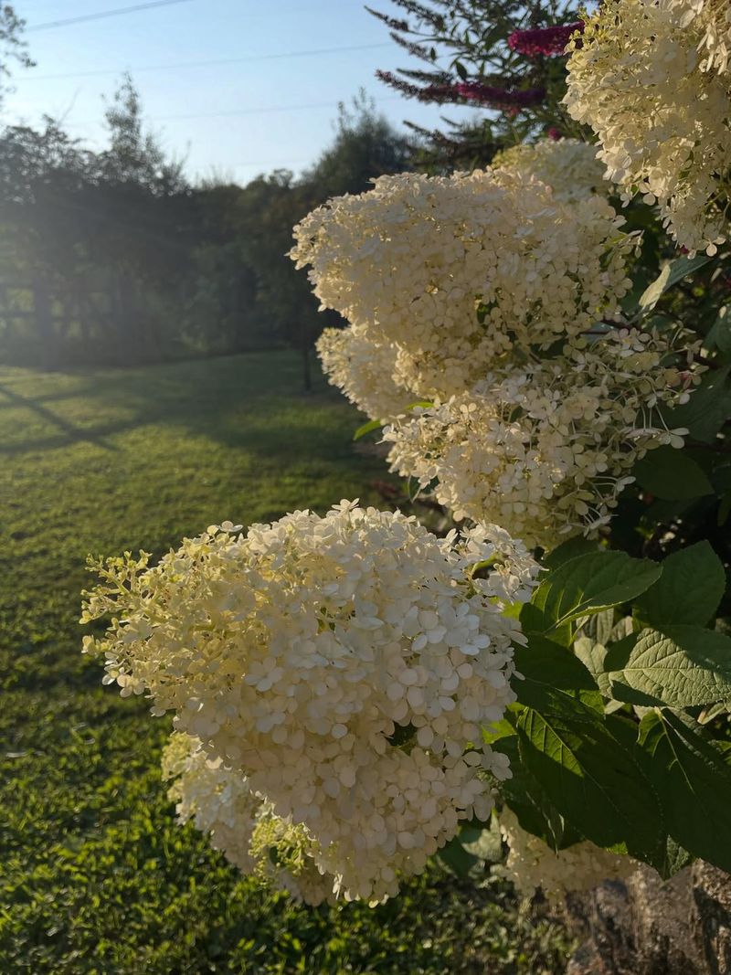 Hydrangeas That Bloom On Old Wood