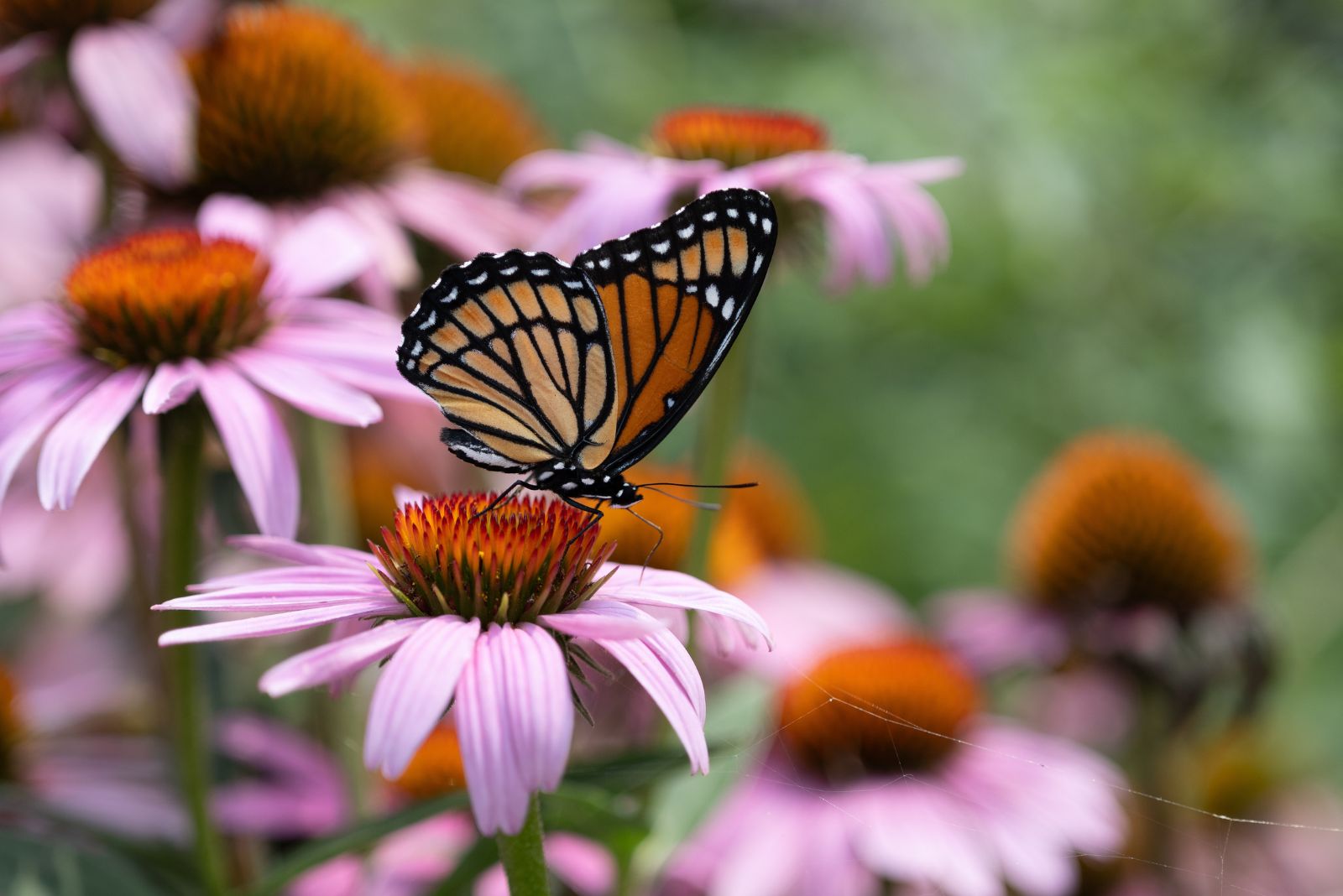 butterfly on purple coneflower