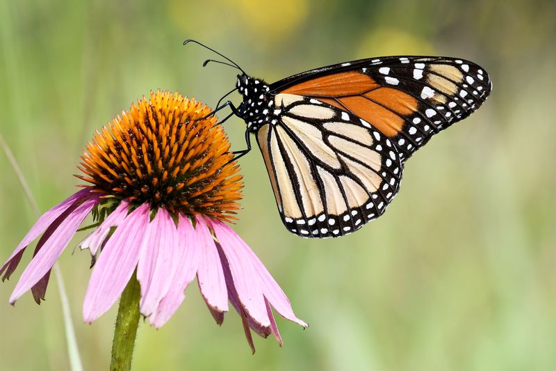 Purple Coneflower (Echinacea Purpurea)