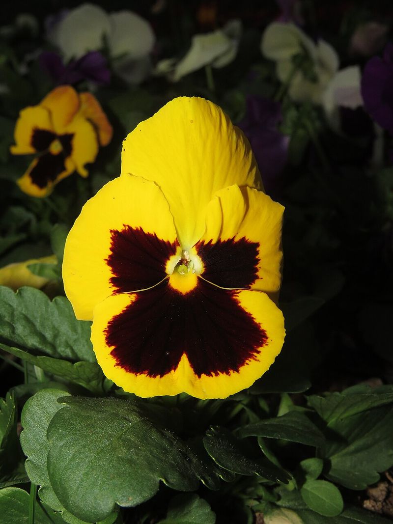 Pansies Bring Cheerful Blooms Despite Cool Weather