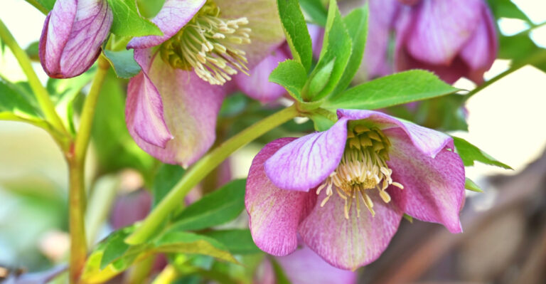 The Best Plants For Oregon’s Weird In-Between Spring Weather