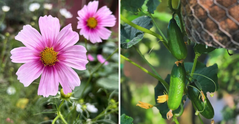 The Best Plants To Start In March Before Georgia Heat Sets In