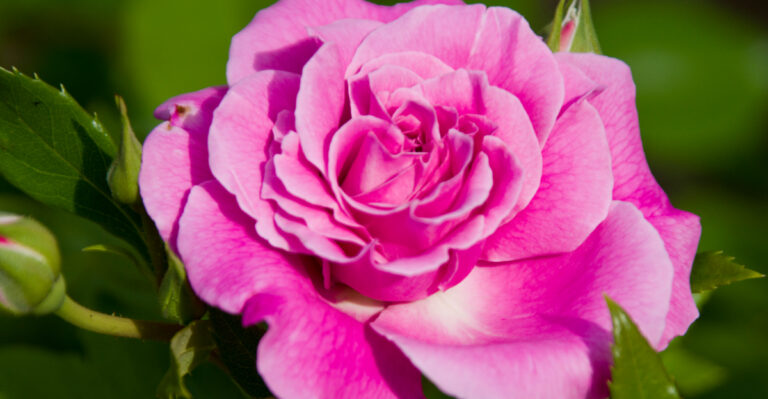 The Best Rose Varieties That Thrive In Ohio Gardens