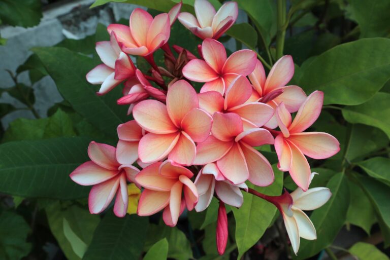 plumeria