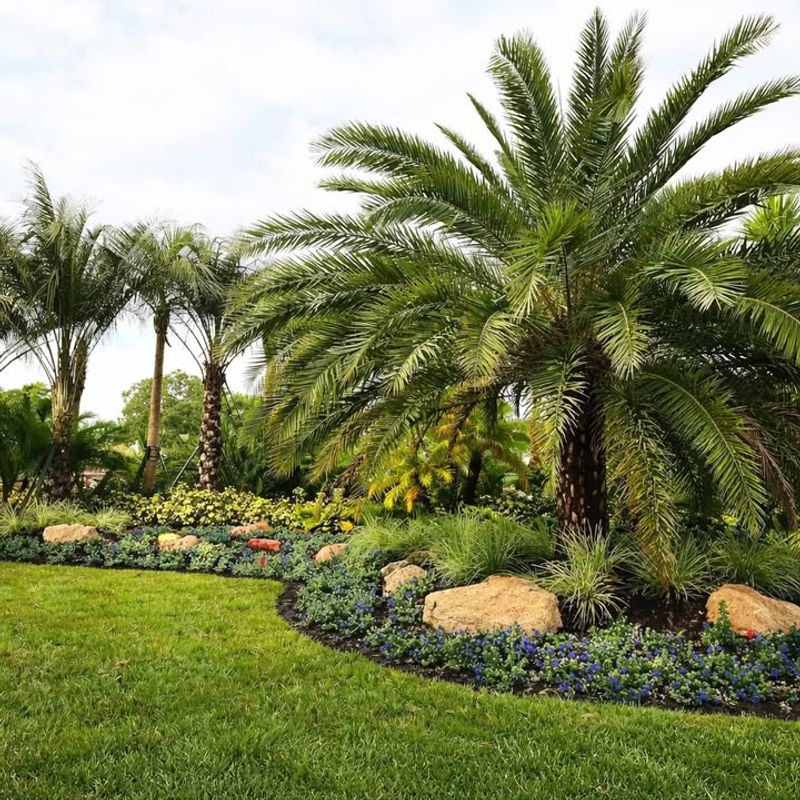 How Florida's Different Regions Affect Palm Planting Time