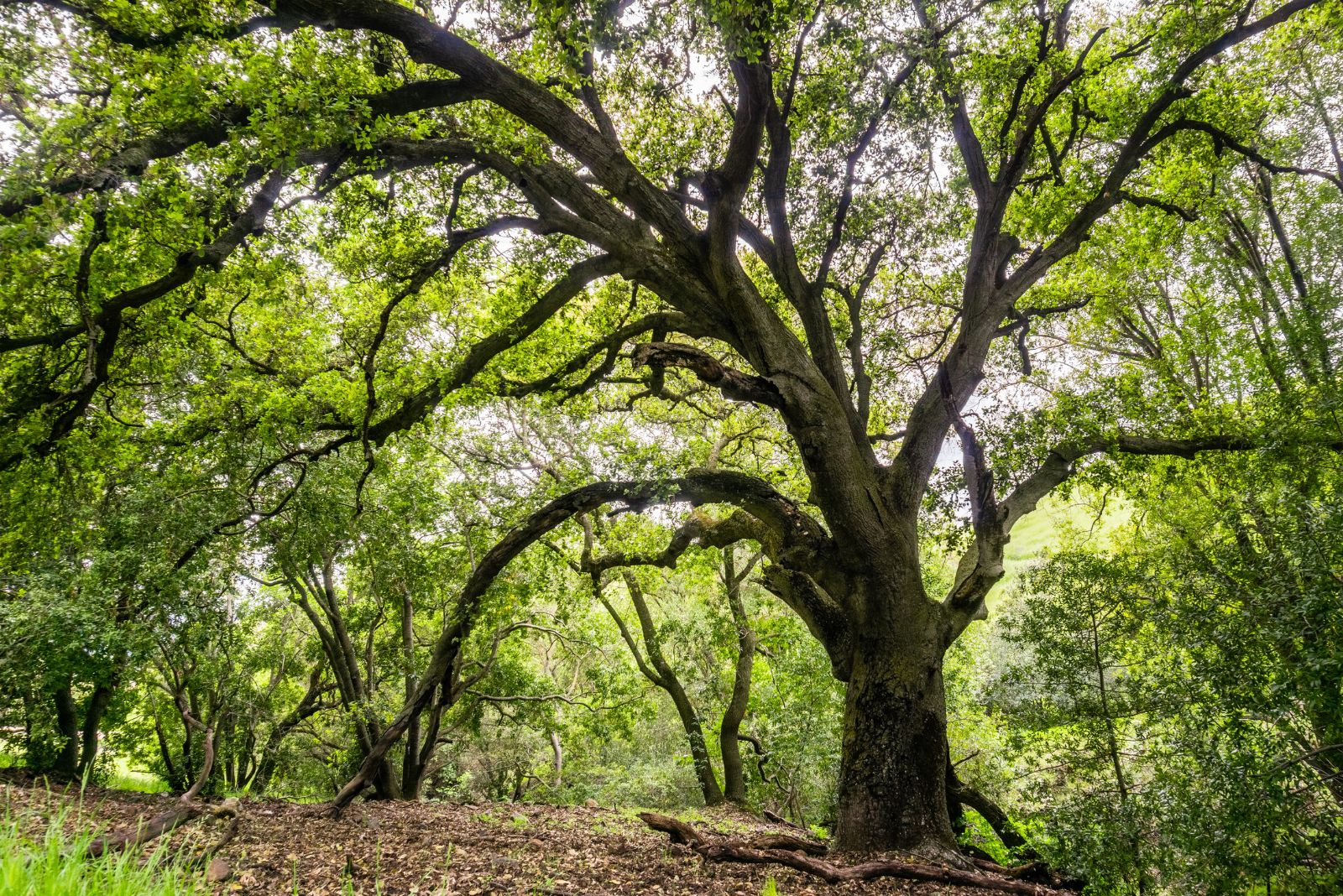 live oak tree