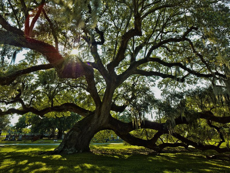 Live Oak