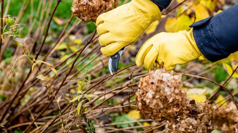 How To Prune Hydrangeas Without Removing Flower Buds?