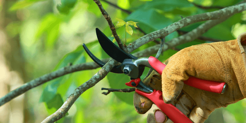 How Pennsylvania Gardeners Can Cut With Confidence