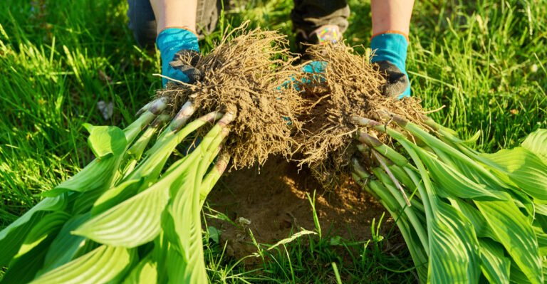 plants (featured image)