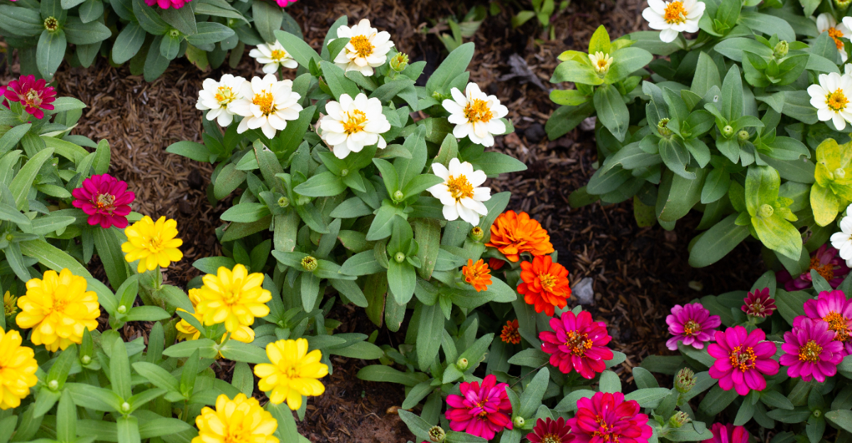 flowers (featured image)