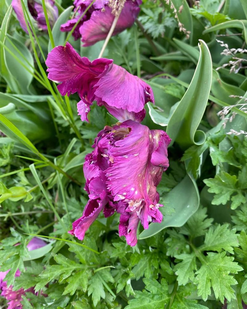 Why Tulips Do Not Always Come Back?