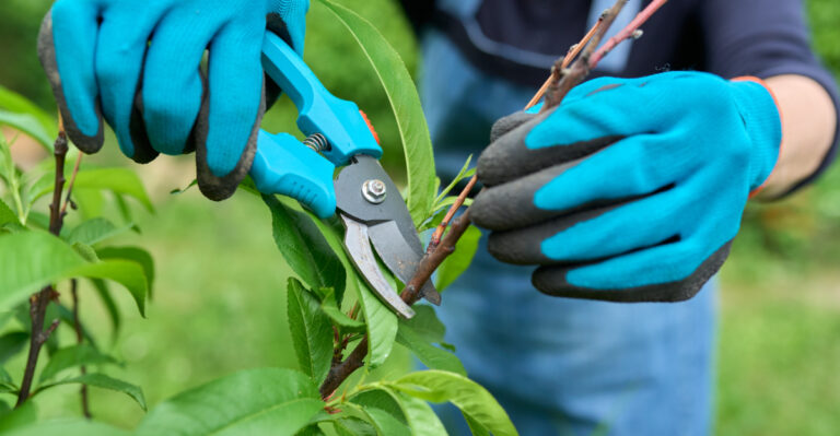 pruning fruit tree