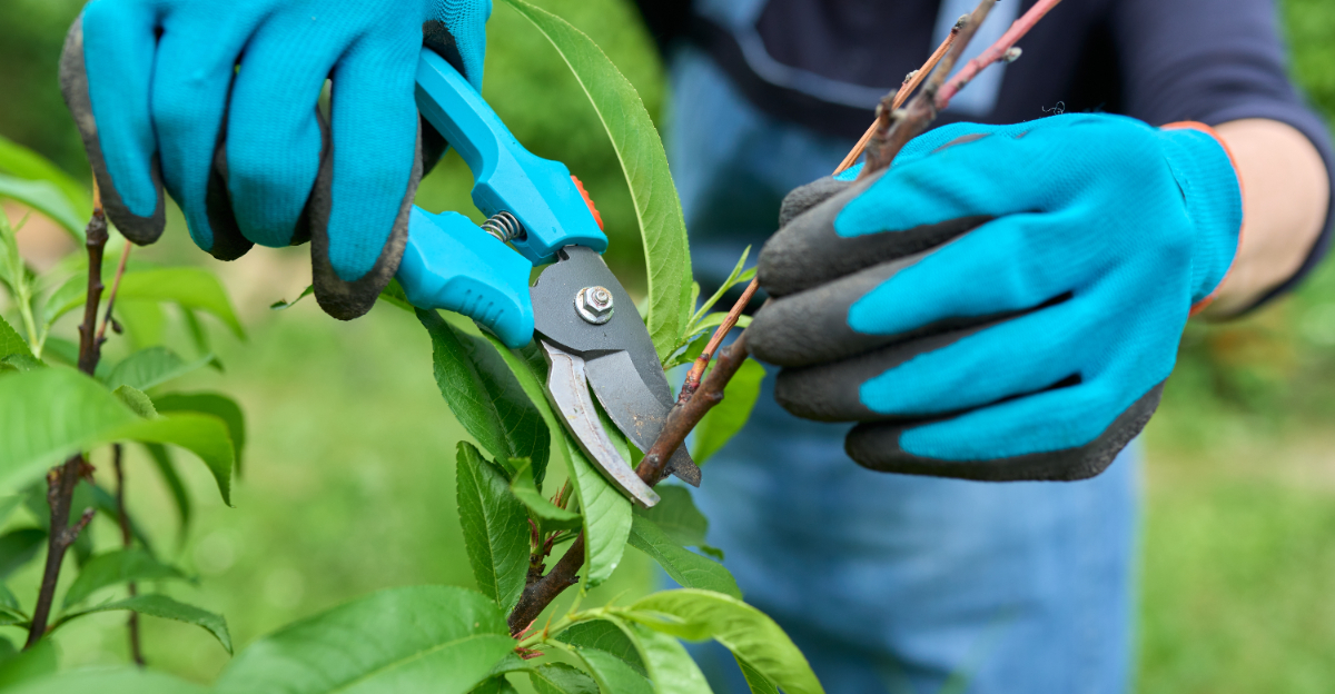 pruning fruit tree