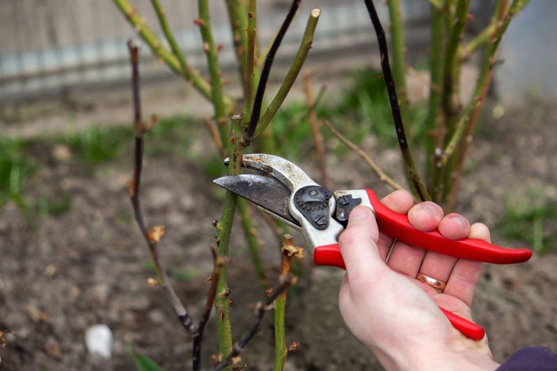 How Pennsylvania's Climate Affects Pruning Timing