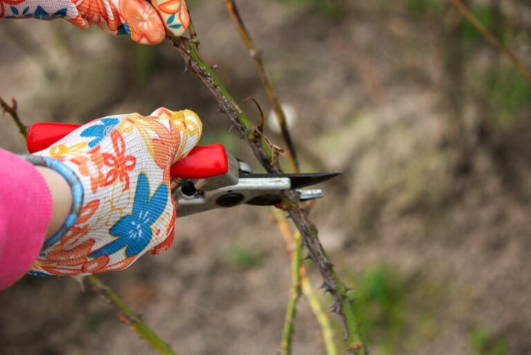 rose pruning