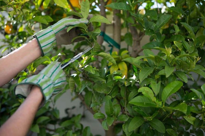 Why Airflow Matters For Citrus
