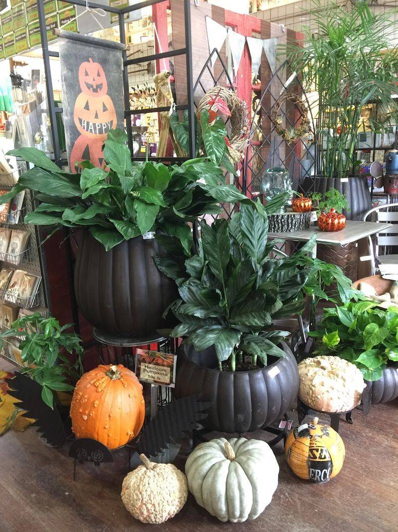 What To Know Before You Go, From Parking To Plant Shopping Tips