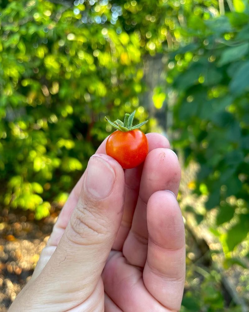 Everglades Tomato That Keeps Going When Others Fade