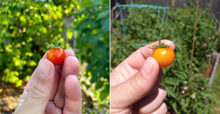 The Best Tomato Varieties That Handle Florida Heat