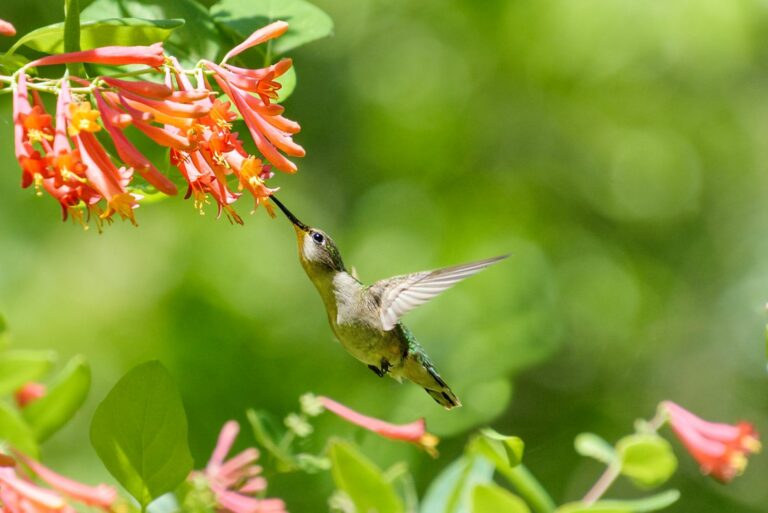 hummingbird