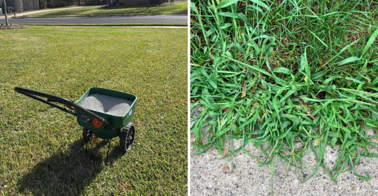 The Best Way To Prevent Crabgrass In Georgia Before It Appears