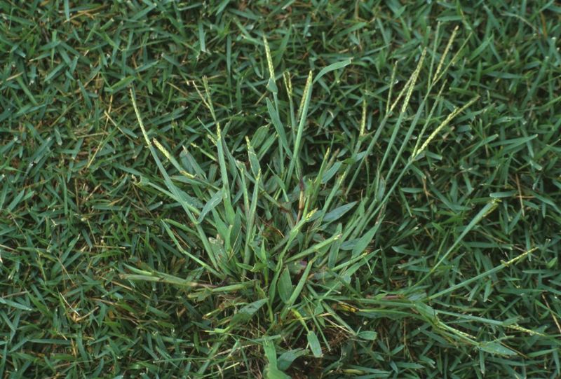 Why Crabgrass Appears