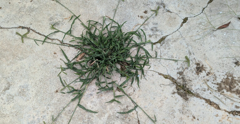 crabgrass