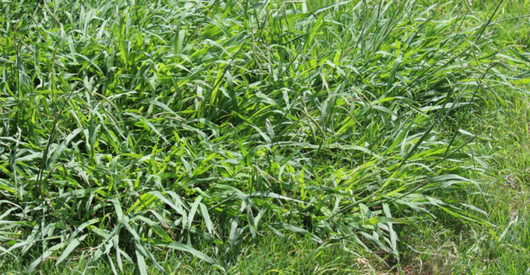 crabgrass
