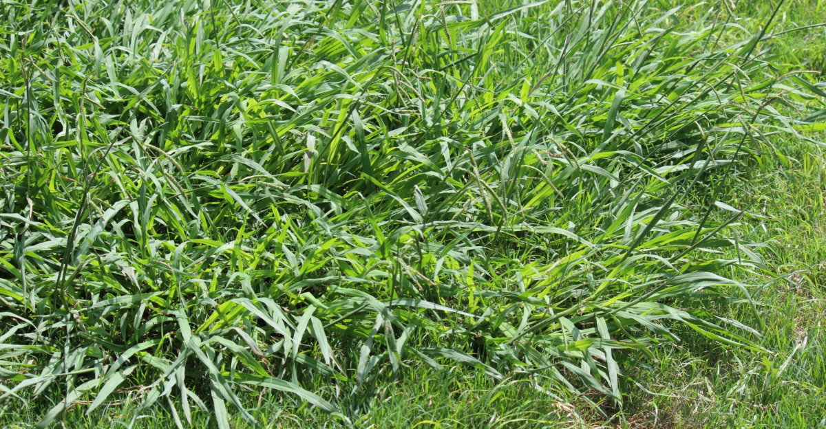 crabgrass