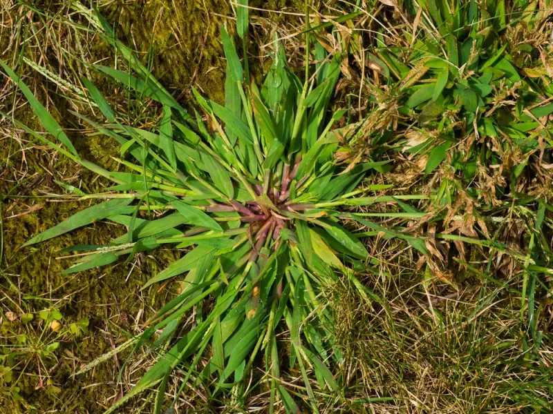 Why Crabgrass Is Such A Problem In Texas Lawns?