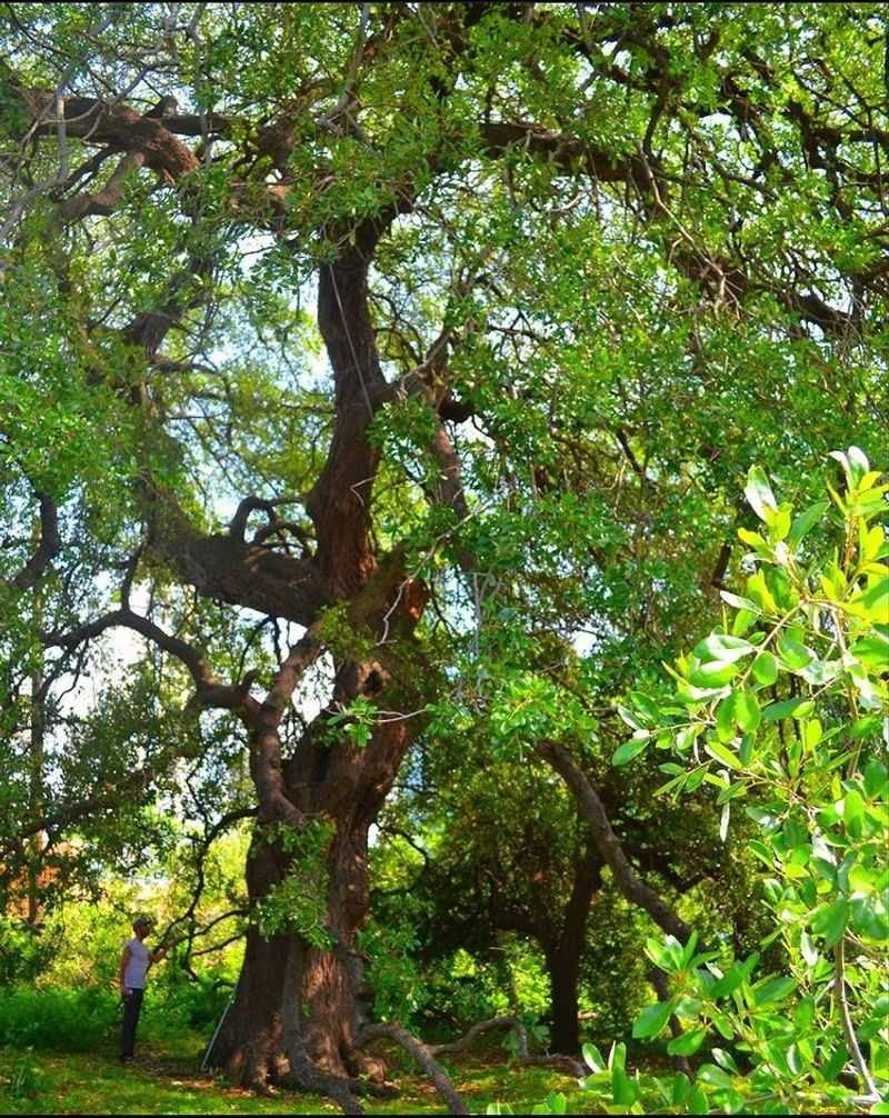 Treaty Oak (Austin)