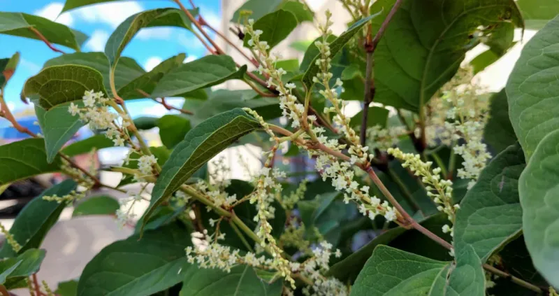 How To Remove Japanese Knotweed Effectively