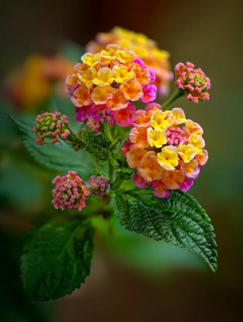 Lantana Handles Florida Heat Better Than Many Other Plants