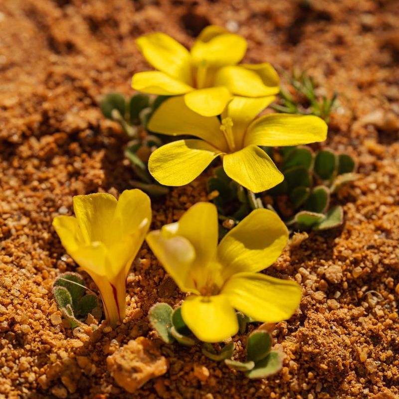 Oxalis Lights Up Arizona Gardens With Bright Yellow Spring Color