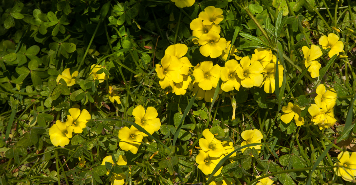 plant (featured image)