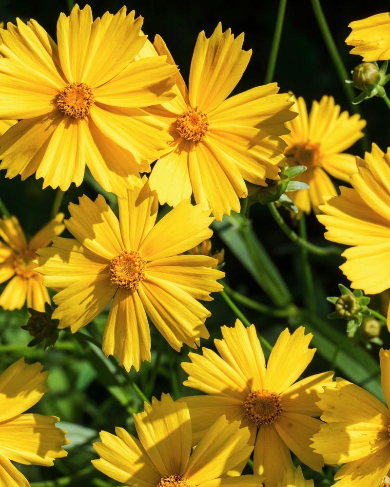 Full Sun Helps It Produce More Flowers