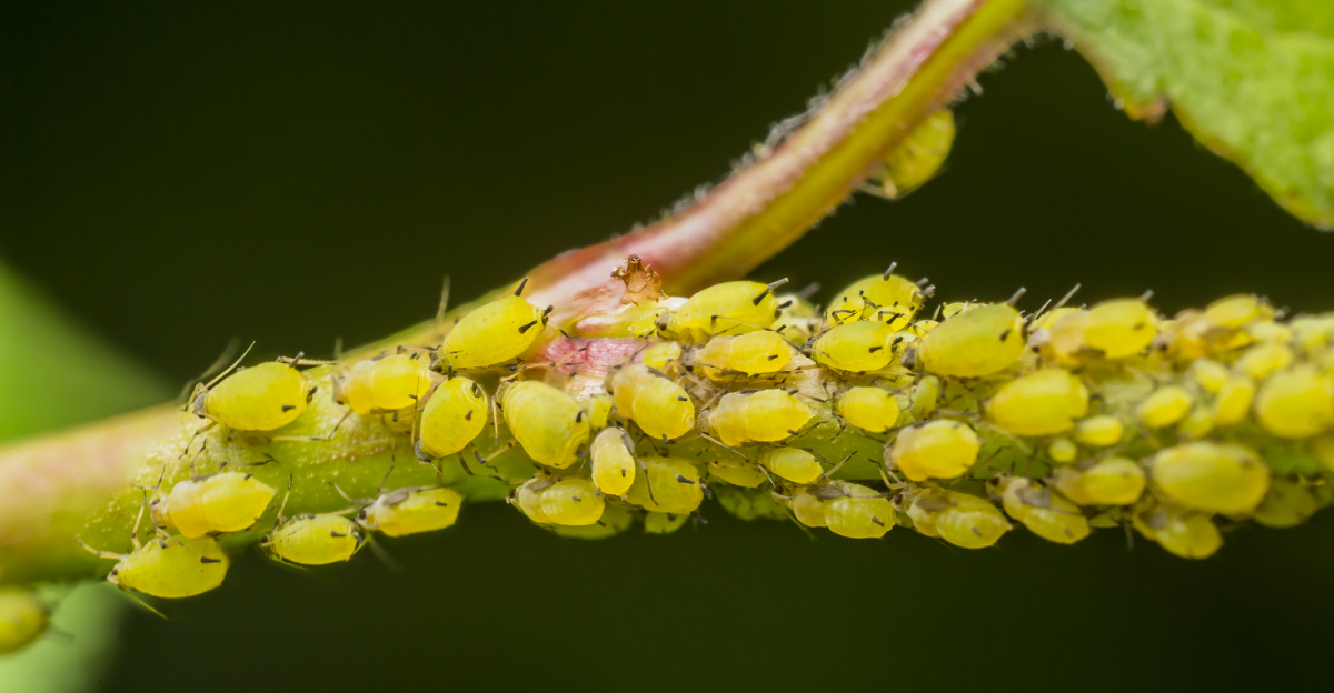 The Bugs That Ruin Florida Tomato Plants