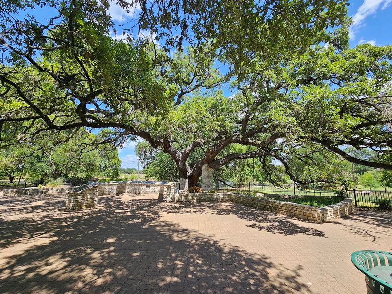 Comanche Council Oak (New Braunfels)